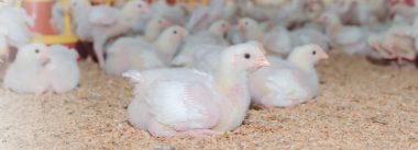 Imagen Revista Síndrome de enanismo infeccioso en pollos de engorde