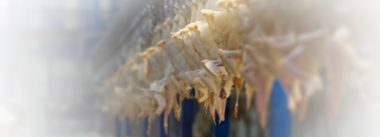 Imagen Revista Reducción de la contaminación de Salmonella durante el procesamiento