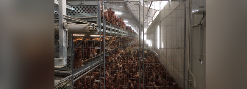 Nueva instalación para gallinas camperas por Ingeniería Avícola