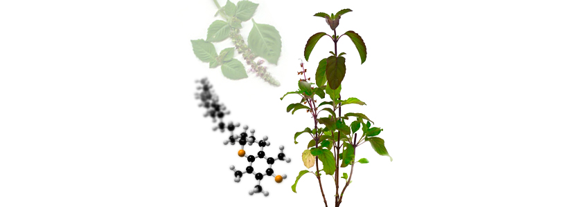 Nuproxa presenta: Fuentes Herbáceas para suplementar VitaminaE Natural