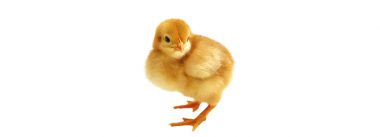 Imagen Revista Nutrición del pollo durante la primera y la última semana