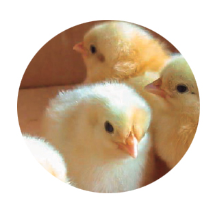 alimentación avicultura