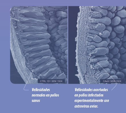 morfología intestinal