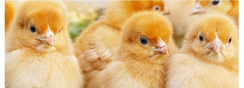 Bolivia: Por bloqueo mueren pollitos BB y cae producción de pollo y huevo