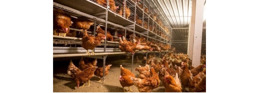 Avícolas colombianas se adhieren a crianza de gallinas libre de jaula