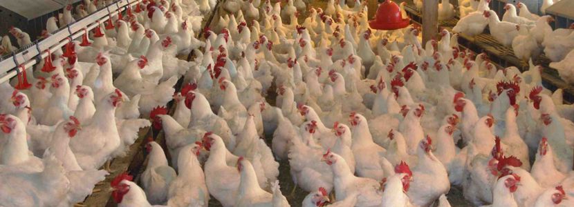 China amplia investigación antidumping: Importación a pollo brasileño