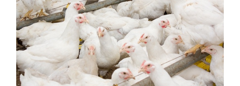 EEUU presiona para reanudar sus exportaciones de carne de ave a China