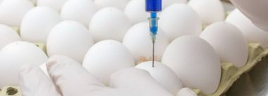 Perú autoriza importar huevos libres de patógenos desde Brasil ovos livres de patógenos