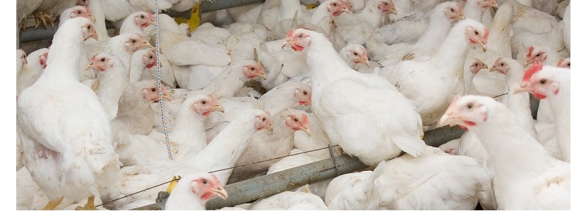 México: Carne de ave aportó 48% a la producción de productos cárnicos
