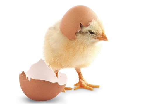 La exportación de huevos fértiles aumentó 25% en Panamá