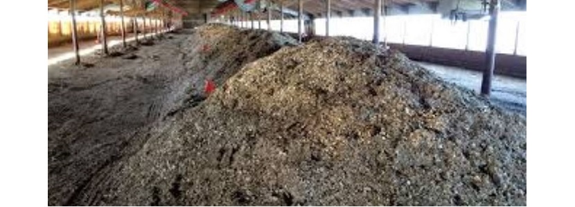 ¿Cómo realizar compostaje de aves en granjas de pollos de engorde? resíduos