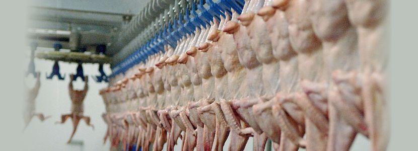 Uruguay exportación China méxico exportações avicultura gaúcha