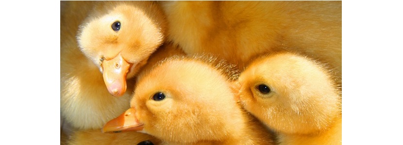Hong Kong frena importaciones avícolas por Influenza Aviar en Francia