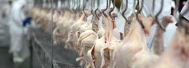Após quase cinco anos, China reabre mercado ao frango dos EUA