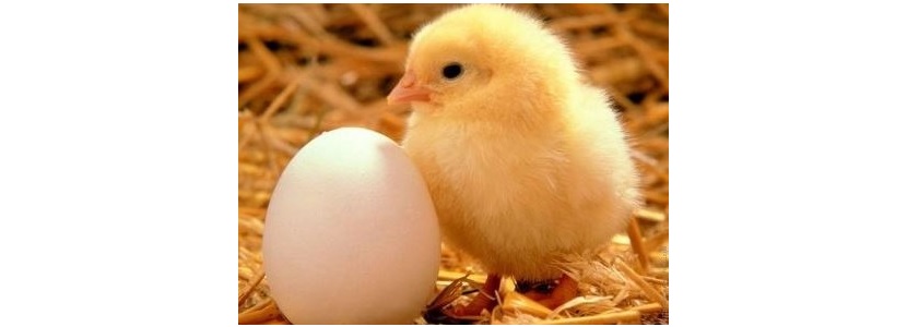 Panamá podría exportar huevos fértiles a República Dominicana