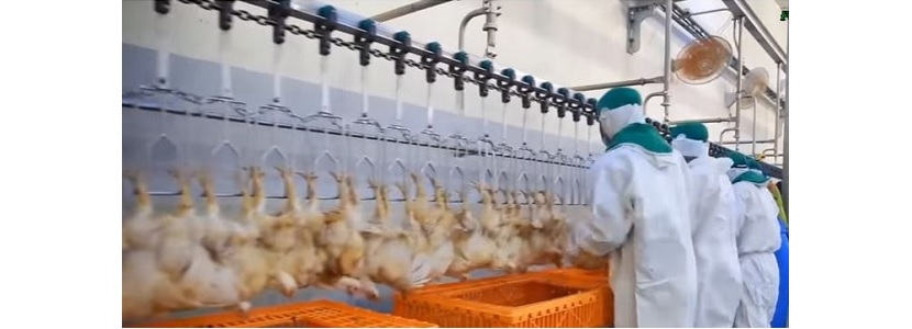 Inocuidad de productos avícolas: Inspección plantas de faenamiento en Perú