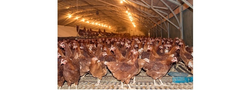 Avicultores Uruguayos: Rebaja del precio del pollo no va al consumidor