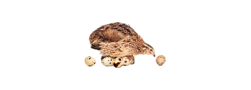 How to improve the production rates of quails?