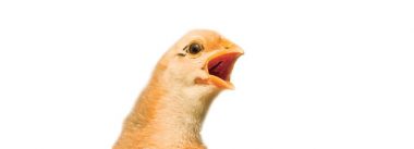 Imagen Revista Densidade de aves & sua influência na temperatura efetiva