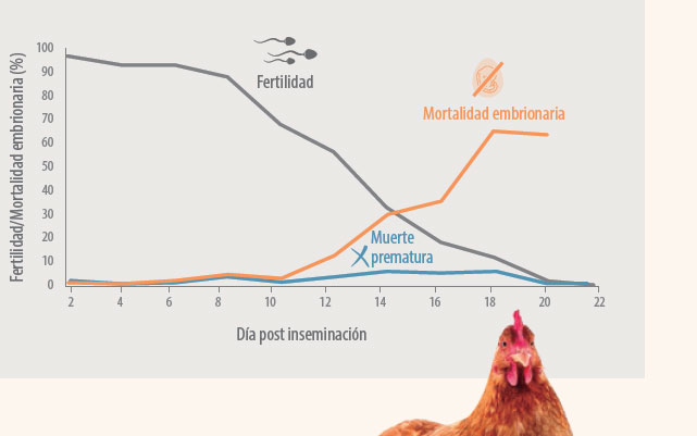 embriología avícola