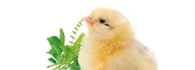 Imagen Revista Fontes herbáceas para suplementação de Vitamina E natural na nutrição