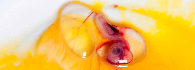 El proceso de fertilización vs la mortalidad embrionaria del huevo