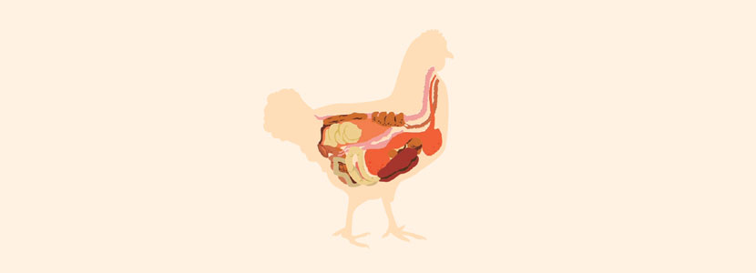 Estimation of intestinal integrity in poultry