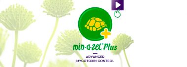 PATENT CO presenta: “MINAZEL PLUS” control avanzado de micotoxinas