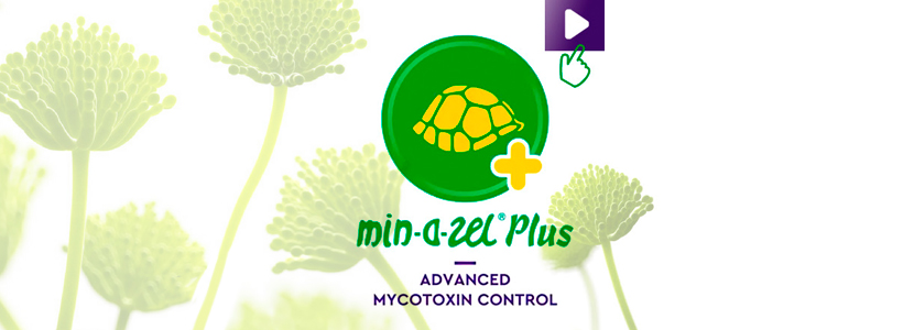 PATENT CO presenta: “MINAZEL PLUS” control avanzado de micotoxinas