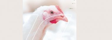 Imagen Revista Natural Beak Smoothing na Índia, menos estresse, melhores resultados