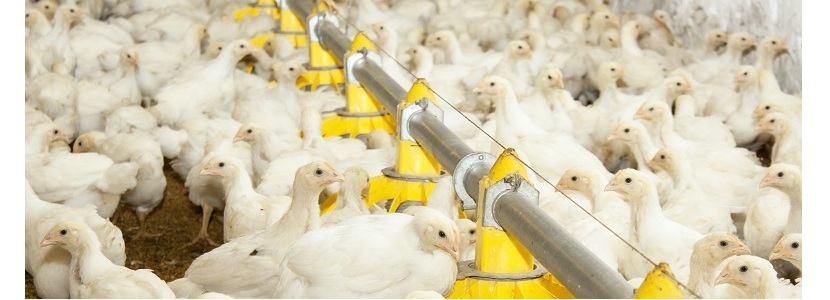 Chile: Exportación de carne de ave registra incremento de 20% en 2019