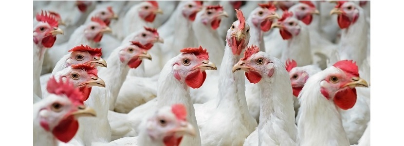 Chile: Exportación de carne de pollo crece 18% en primer semestre 2018