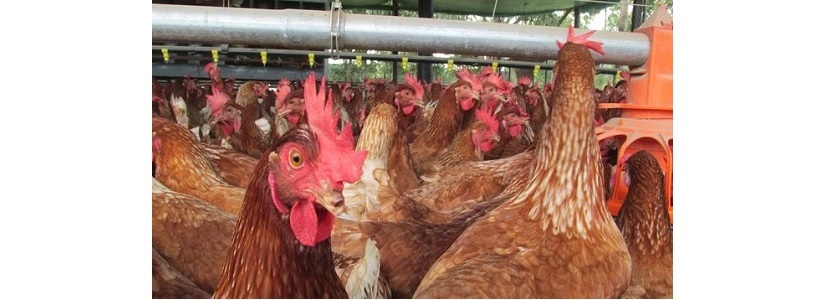 Avicultores Colombianos llamados a cumplir con bioseguridad aviar