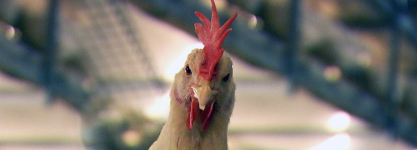 Cursos Embrapa Suínos e Aves