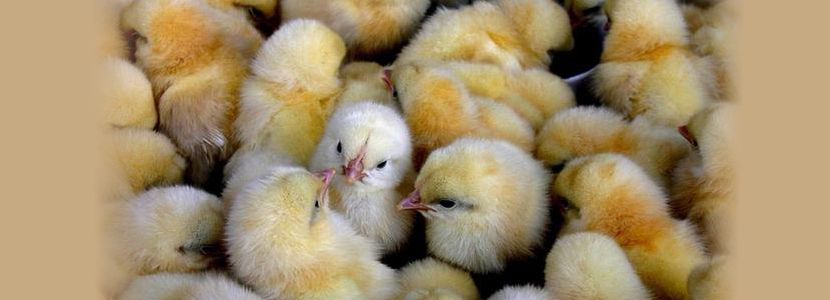 Brasil aumenta exportación de genética avícola
