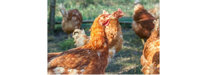 Avicultores panameños objetan importación de productos avícolas