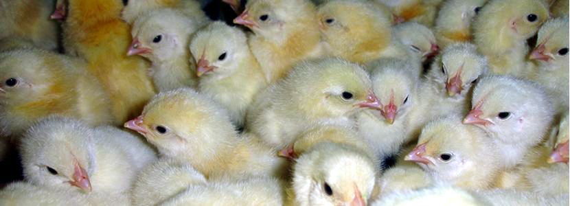 Simpósio Técnico da ACAV: Fertilidade e Qualidade de pintinhos