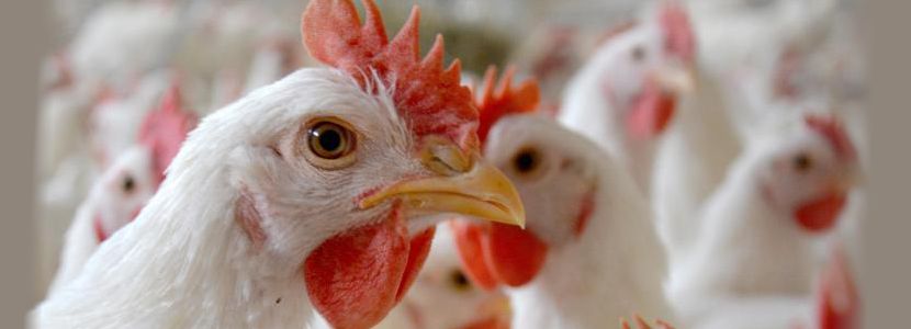 Ingresos por exportaciones de pollos aumentan 27,3% en mayo 2019