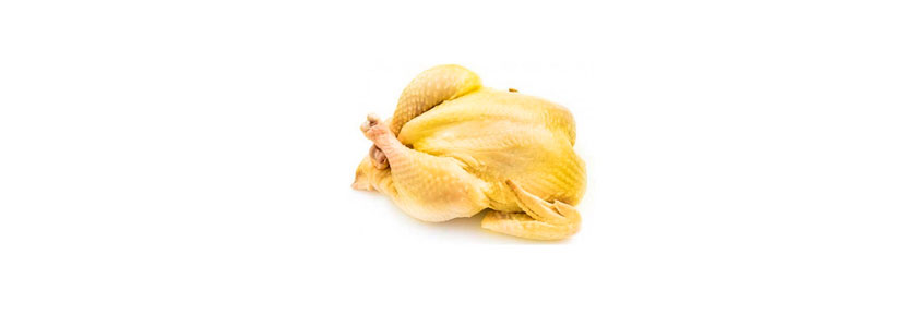producción de pollos