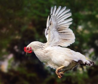 Imagen Revista Aleteo: génesis de los decomisos en la planta