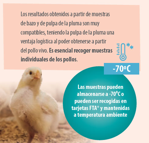 patología avícola