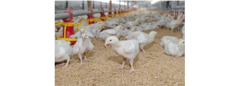 Qué indica manual de bienestar animal argentino para pollos de engorde -  aviNews, la revista global de avicultura
