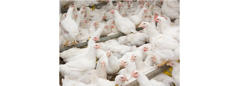 Argentina: Nueva normativa de bienestar animal para pollos de engorde