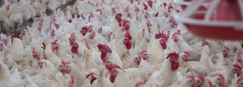 IBGE confirma franca expansão na avicultura do Espírito Santo