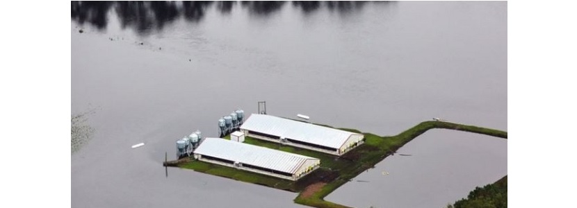 Impacto del Huracán Florence en la Industria Avícola de EE.UU.