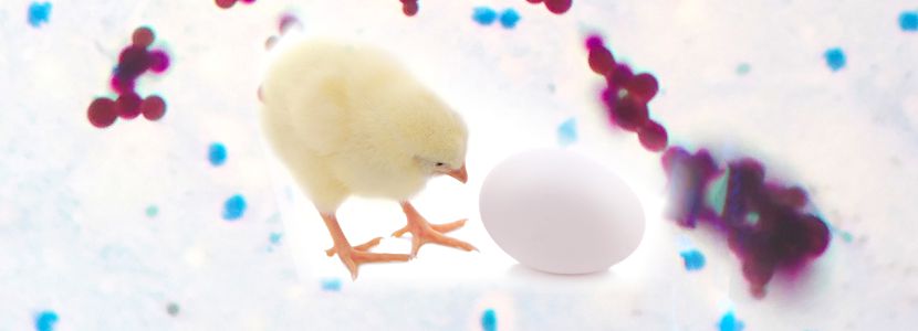 FACTA curso Salmonella Campylobacter