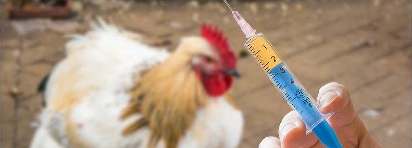 La vacuna recombinante contra Laringotraqueítis autorizada en todo Brasil