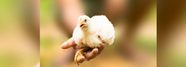 Imagen Revista ¿Cómo acentúan las endotoxinas el estrés por calor en broilers?