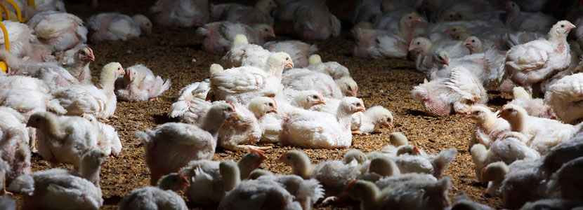 Luz procedente de ventiladores ¿afectan al fotoperíodo de tus pollos?
