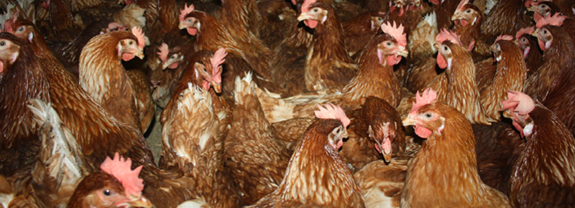 Beneficios del uso de Zooallium® en gallinas ponedoras